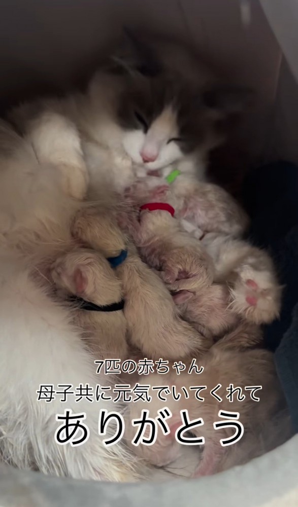 母猫と7匹の子猫