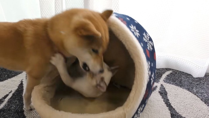 猫を噛む犬