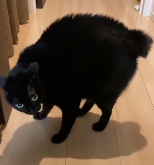 警戒する黒猫