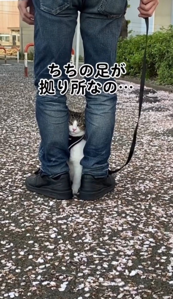 男性の足の間から顔をのぞかせる猫「ちちの足が拠り所なの…」の文字