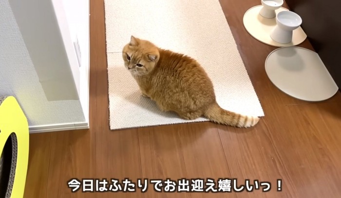 左側を見る茶色い猫