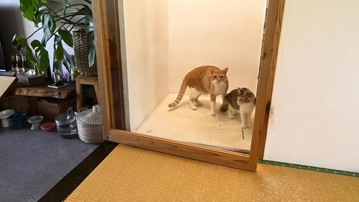 ガラスドアにいる猫2匹