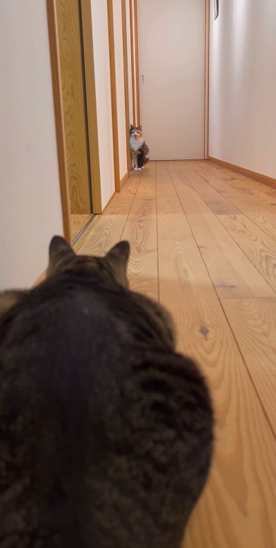 先住猫を見つめる猫
