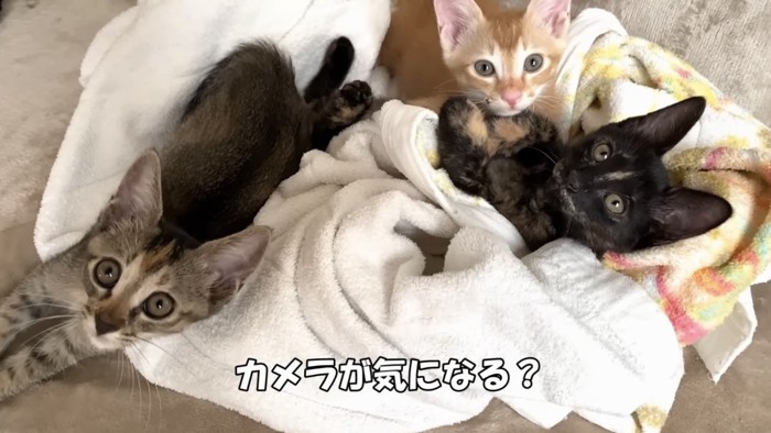 3匹の猫