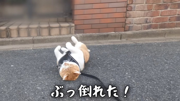 仰向けに寝転がる猫