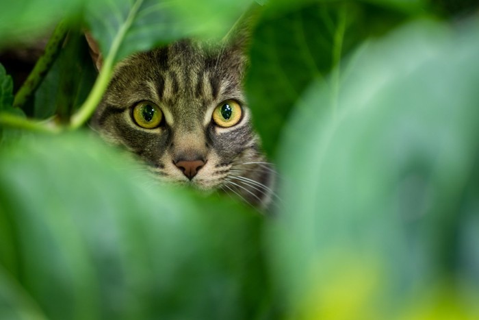 紫陽花の葉に隠れる猫