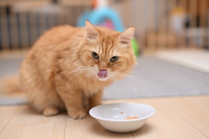 ご飯を食べている猫