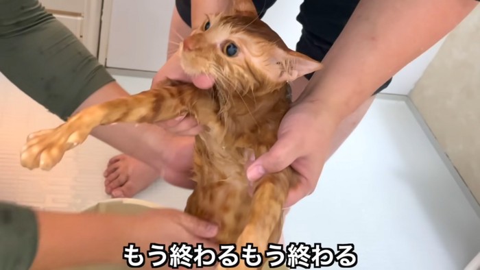 大人しい猫