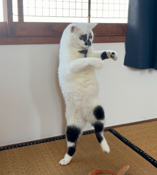 踊る猫