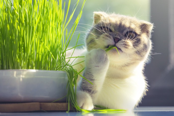 手で猫草を食べる猫