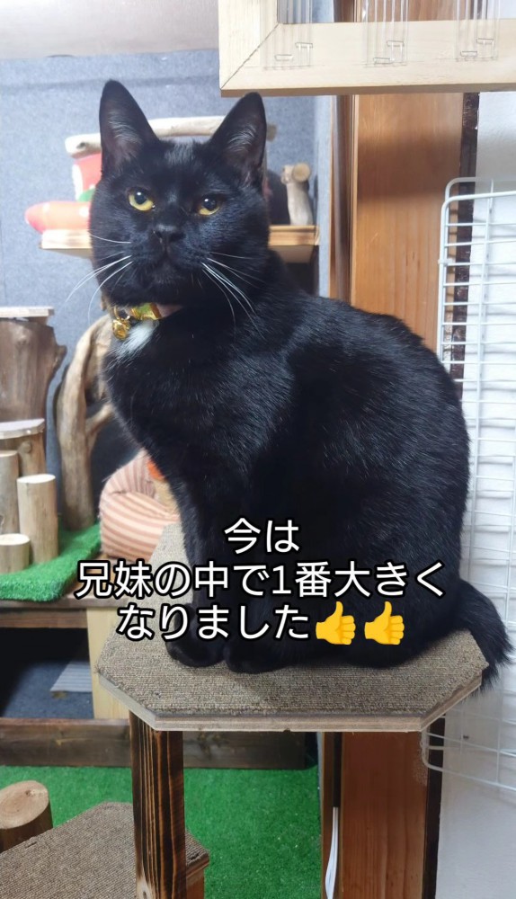 キャットタワーに座っている黒猫1