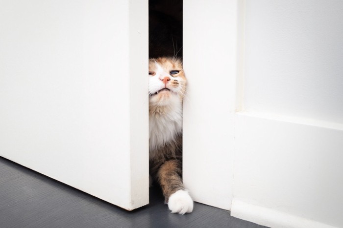 扉から顔を出す猫