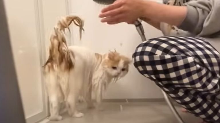お風呂場で濡れている猫