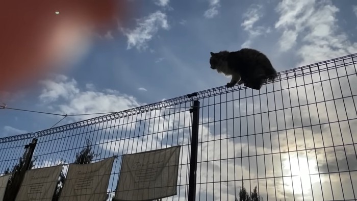 フェンスの上に立つ猫