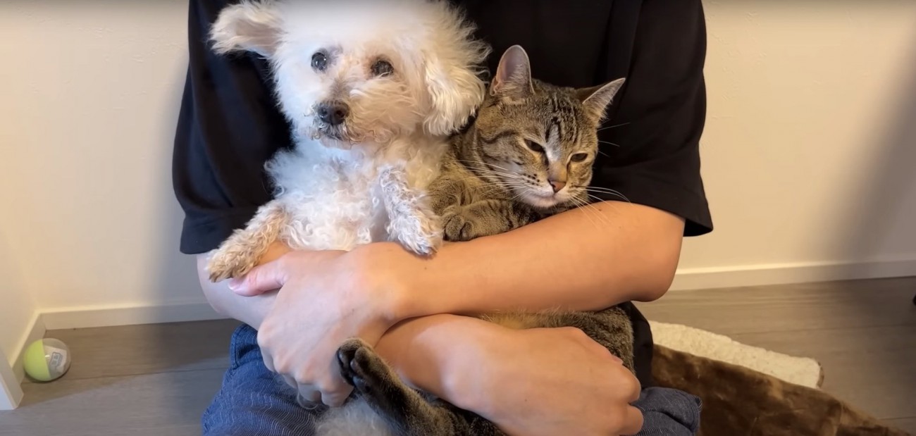 飼い主さんに抱っこされている犬と猫