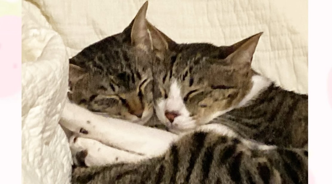 抱き合って眠る2匹の猫