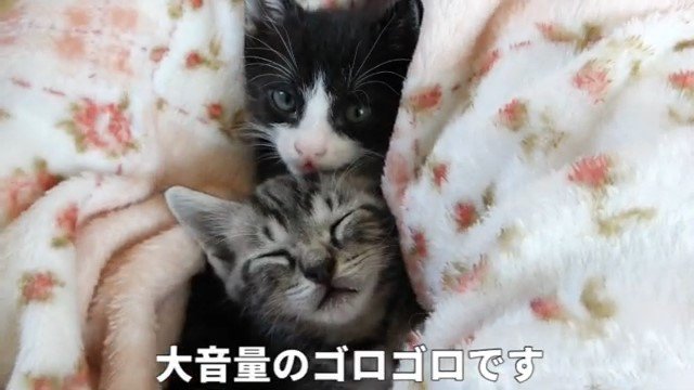 毛布の中の2匹の子猫