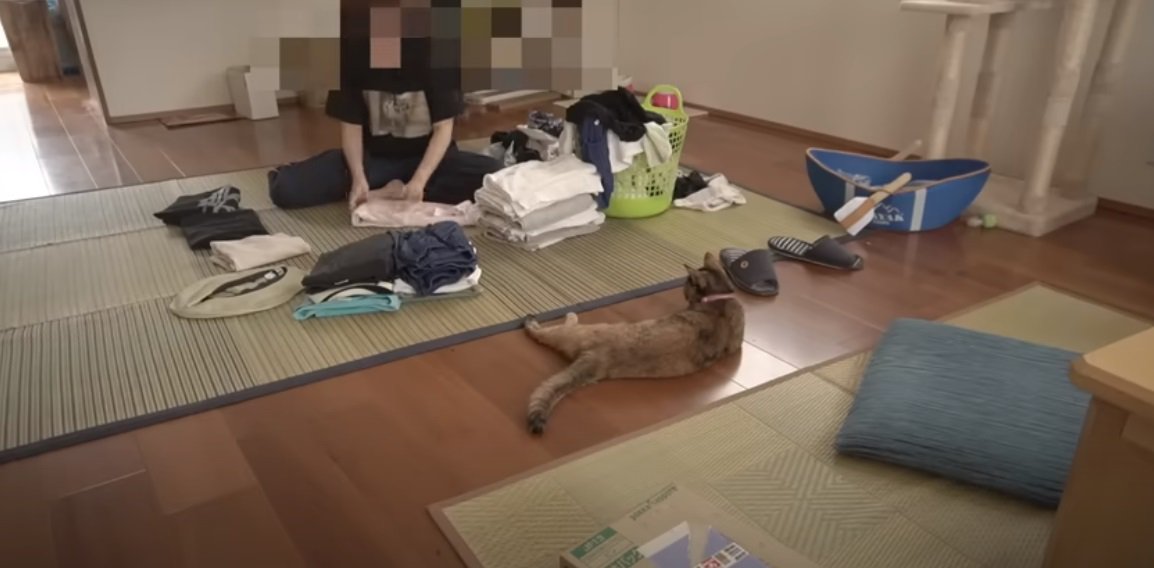 作業をする女性を見守る猫