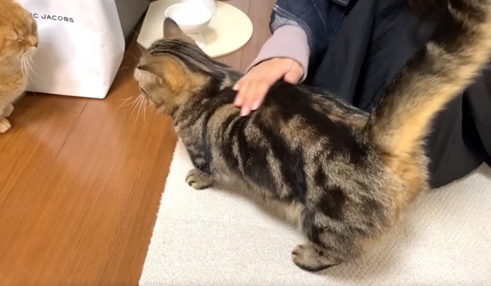 猫を撫でる女性