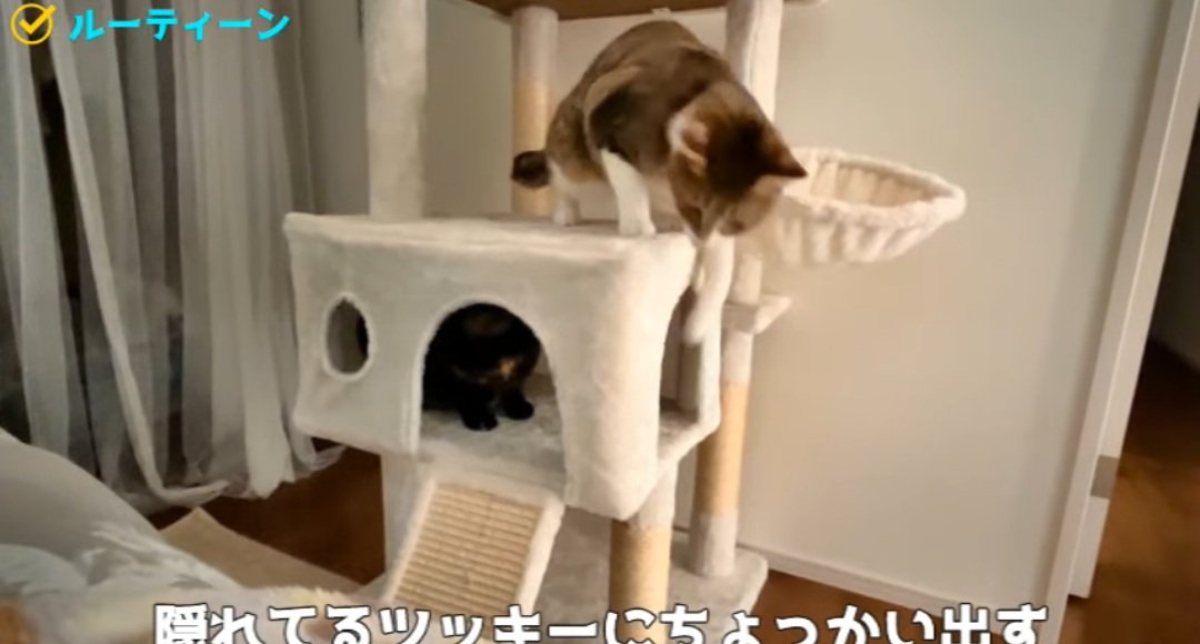 タワーの上の猫