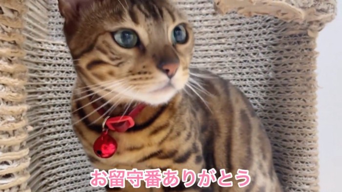 赤い鈴を首につけている猫のドアップ