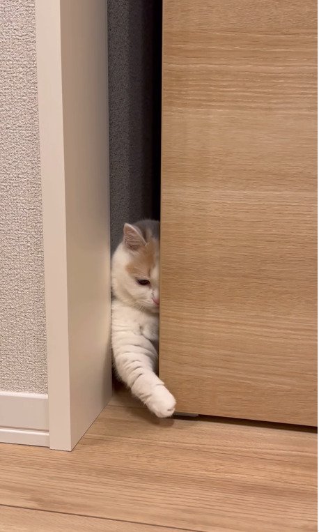 ドアの隙間から手を伸ばす猫