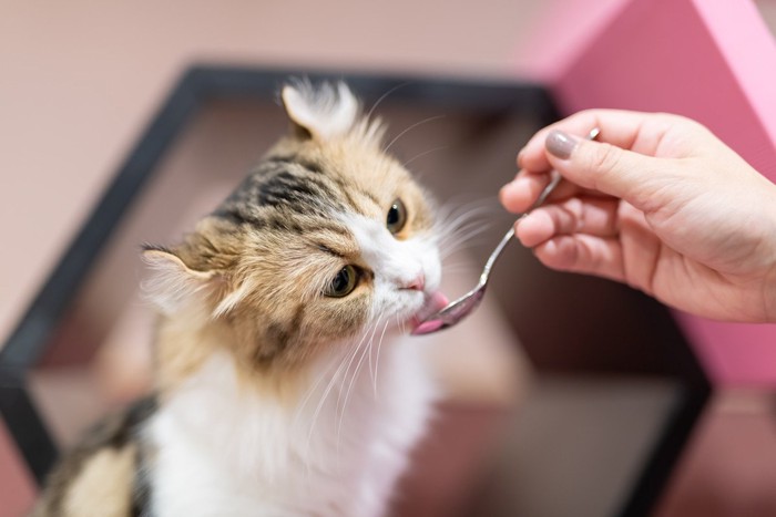 スプーンからおやつを舐める猫