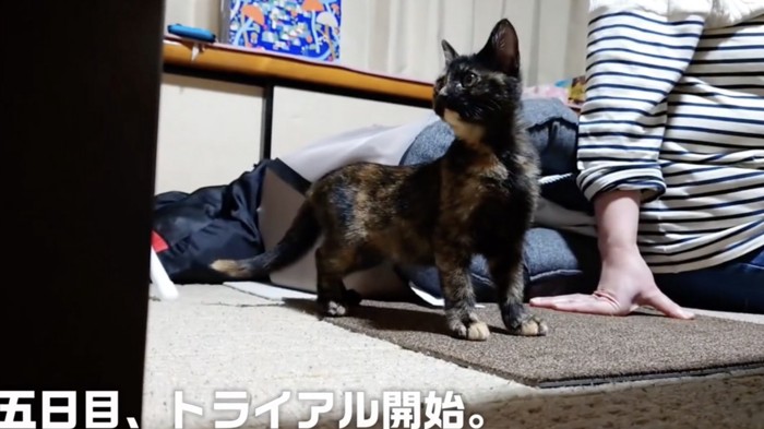 里親さんの家に来た子猫