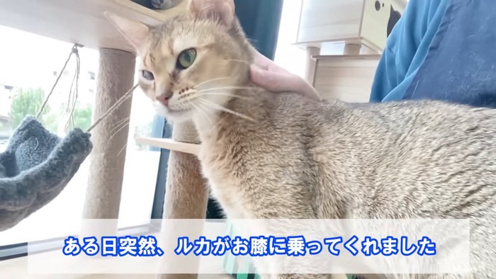 首をなでられる猫