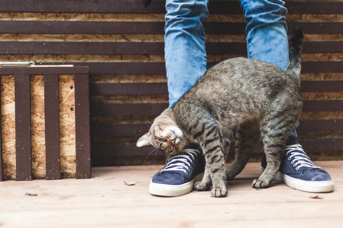 スリスリする猫