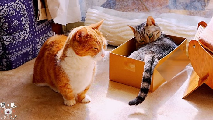 箱の中の縞模様の猫と隣に座る茶白猫