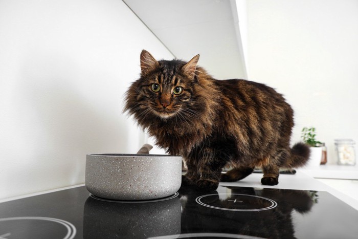 キッチンの鍋に近づく猫
