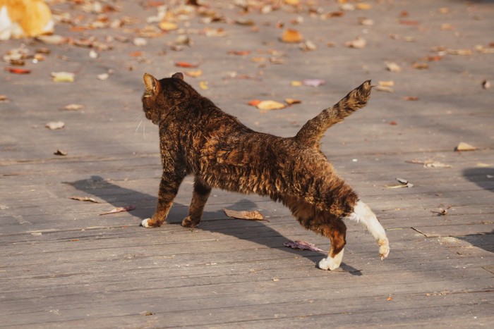 伸びしながら歩く猫