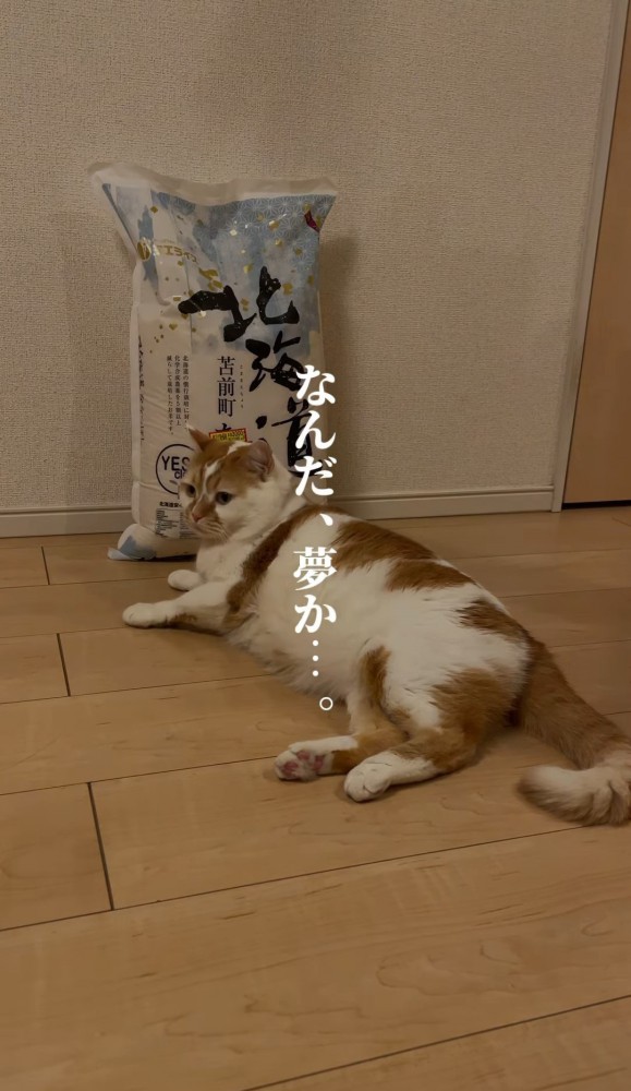 米袋と顔を上げる猫