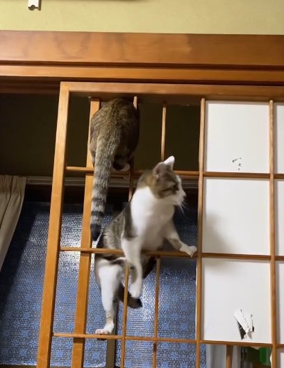 障子枠に上る2匹の猫5