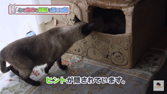 段ボールを覗こうとするシャム猫