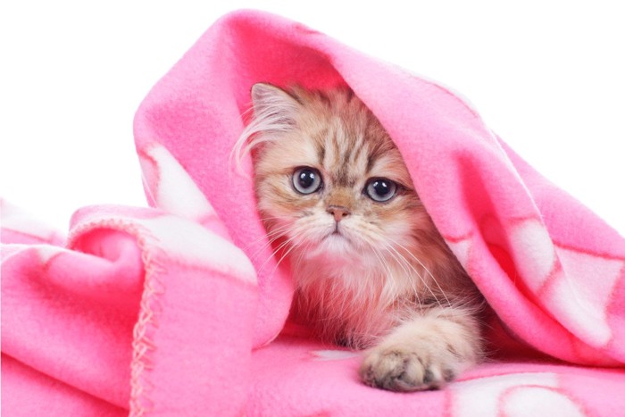 ピンクの毛布に包まる猫