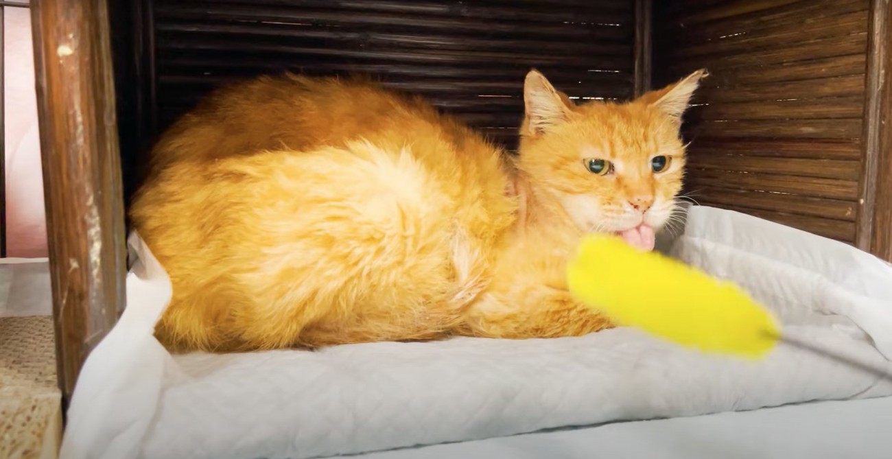 黄色い猫じゃらしと舌を出す猫
