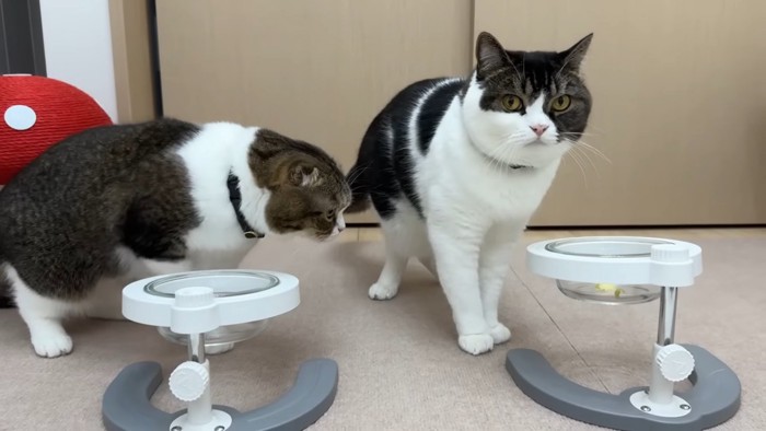 立っている猫と横向きの猫