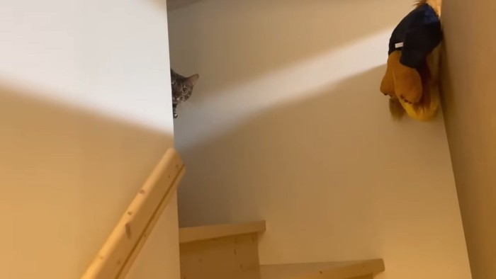 階段にいる猫