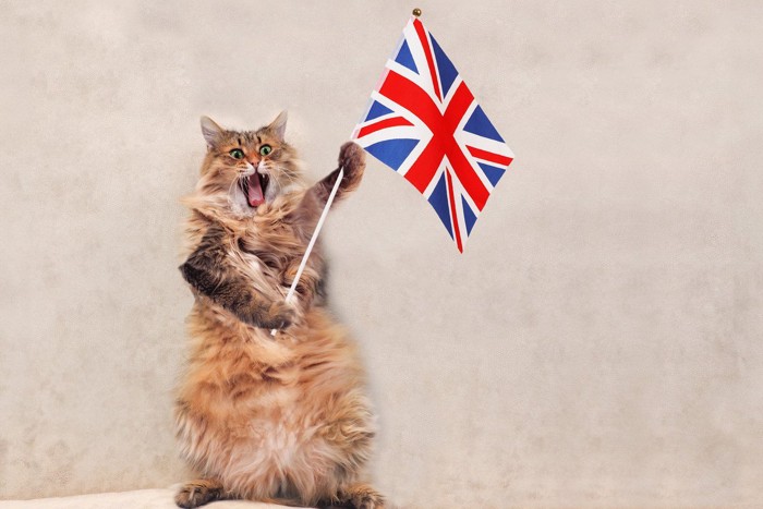 英国国旗を持ってたつ猫