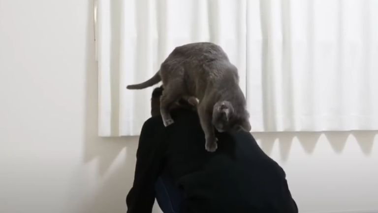 背中に登る猫