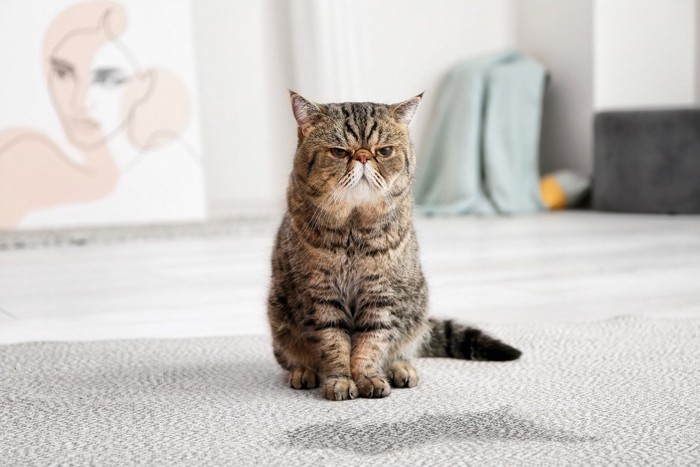 絨毯の上で粗相をした猫