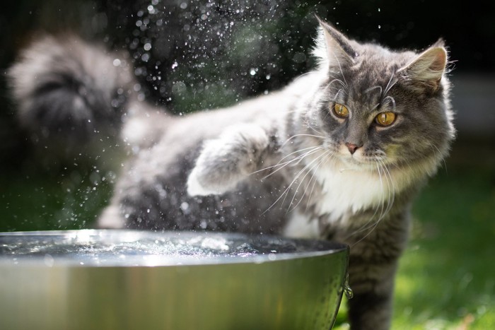 水にびっくりする猫