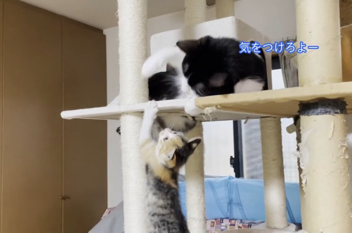 白黒猫と子猫