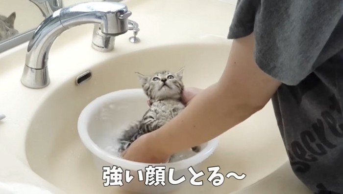 洗面器の中で仰向けになる子猫