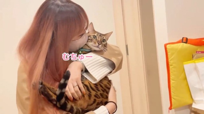 女性に抱っこされる猫