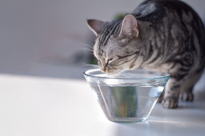 透明ガラスボウルで水を飲む猫