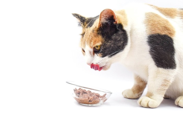 ガラスボウルで食べる猫