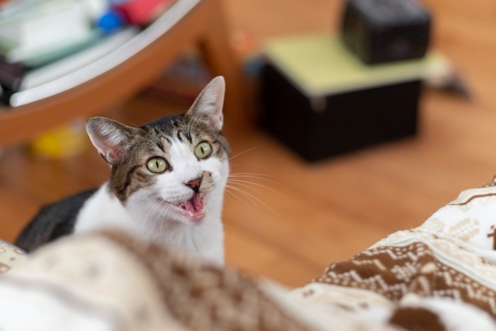 こちらを見て鳴く猫